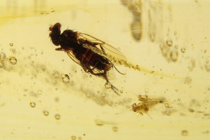 Polished Colombian Copal ( g) - Contains Insects! #264015